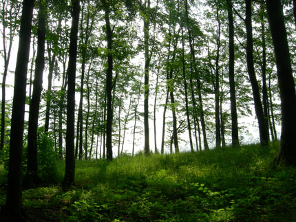 waldbestattung1.jpg