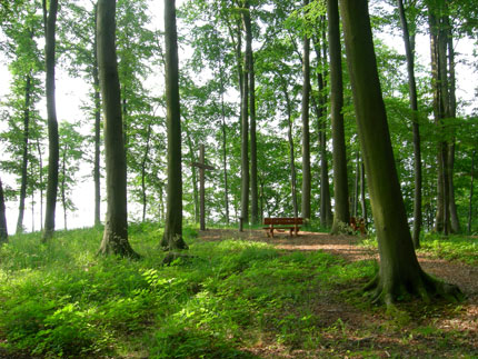 waldbestattung3.jpg